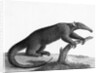 Engraving Of A Tamandua (Anteater) by Anonymous