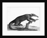 Engraving Of A Tamandua (Anteater) by Anonymous