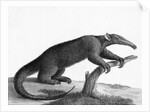 Engraving Of A Tamandua (Anteater) by Anonymous