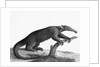 Engraving Of A Tamandua (Anteater) by Anonymous