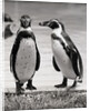 Two Penguins Standing Side By Side by Anonymous