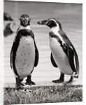 Two Penguins Standing Side By Side by Anonymous