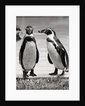 Two Penguins Standing Side By Side by Anonymous