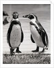 Two Penguins Standing Side By Side by Anonymous
