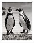 Two Penguins Standing Side By Side by Anonymous