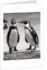 Two Penguins Standing Side By Side by Anonymous