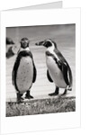 Two Penguins Standing Side By Side by Anonymous