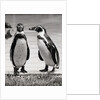 Two Penguins Standing Side By Side by Anonymous