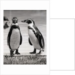 Two Penguins Standing Side By Side by Anonymous