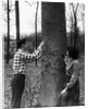 Teenagers Carving Initials on a Tree by Anonymous