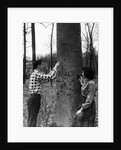 Teenagers Carving Initials on a Tree by Anonymous