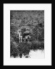 Boy with Dog Fishing by Anonymous