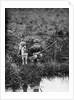 Boy with Dog Fishing by Anonymous