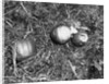 Pumpkin with Microfilms at Farm by Anonymous