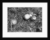 Pumpkin with Microfilms at Farm by Anonymous