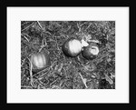 Pumpkin with Microfilms at Farm by Anonymous