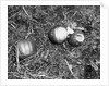 Pumpkin with Microfilms at Farm by Anonymous