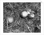 Pumpkin with Microfilms at Farm by Anonymous