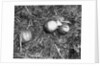 Pumpkin with Microfilms at Farm by Anonymous