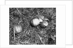Pumpkin with Microfilms at Farm by Anonymous