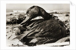 Oil-Covered Duck Struggles To Move by Anonymous