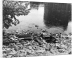 Passaic River W/Debris On Its Bank;Pollu by Anonymous