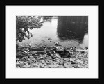 Passaic River W/Debris On Its Bank;Pollu by Anonymous