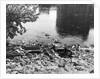 Passaic River W/Debris On Its Bank;Pollu by Anonymous