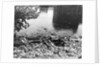 Passaic River W/Debris On Its Bank;Pollu by Anonymous