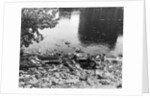 Passaic River W/Debris On Its Bank;Pollu by Anonymous
