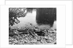 Passaic River W/Debris On Its Bank;Pollu by Anonymous