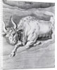 Engraving Of Taurus by Anonymous
