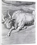 Engraving Of Taurus by Anonymous