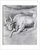 Engraving Of Taurus by Anonymous