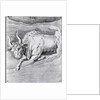 Engraving Of Taurus by Anonymous