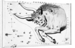 Engraving Of Taurus, Front Half Of Bull by Anonymous