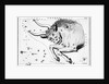 Engraving Of Taurus, Front Half Of Bull by Anonymous