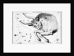 Engraving Of Taurus, Front Half Of Bull by Anonymous