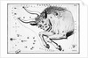 Engraving Of Taurus, Front Half Of Bull by Anonymous