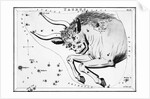 Engraving Of Taurus, Front Half Of Bull by Anonymous