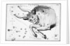 Engraving Of Taurus, Front Half Of Bull by Anonymous