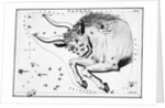 Engraving Of Taurus, Front Half Of Bull by Anonymous