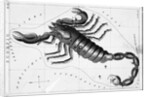 Scorpio Constellation Illustrated on Star Map by Anonymous