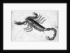 Scorpio Constellation Illustrated on Star Map by Anonymous