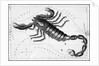 Scorpio Constellation Illustrated on Star Map by Anonymous
