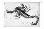 Scorpio Constellation Illustrated on Star Map by Anonymous
