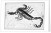 Scorpio Constellation Illustrated on Star Map by Anonymous