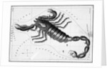 Scorpio Constellation Illustrated on Star Map by Anonymous