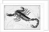 Scorpio Constellation Illustrated on Star Map by Anonymous