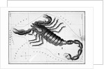 Scorpio Constellation Illustrated on Star Map by Anonymous